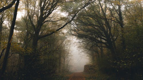 Empty pathway between overgrown trees with wavy branches growing in misty weather in fall
