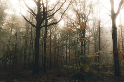 Overgrown autumn trees in woods under foggy sky