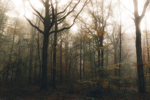Free Scenery view of high trees with wavy branches growing in forest under shiny sky in mist Stock Photo