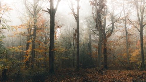 Free Picturesque view of woodland with high trees and golden path under misty sky in daylight Stock Photo