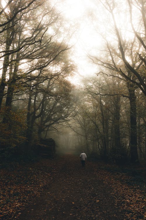 Photos gratuites de anonyme, arbre, atmosphère