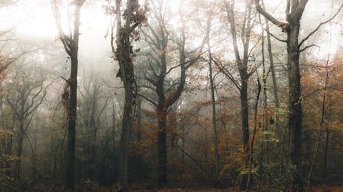 Dry tree trunks in forest in foggy weather