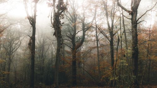 Free Scenic view of high trees with wavy twigs growing in woods under misty sky in fall Stock Photo