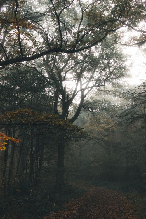 Free Scenic view of narrow pathway between overgrown trees in forest under misty sky in autumn season Stock Photo