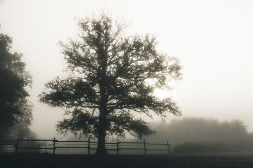 Free Picturesque view of trees growing near fence under foggy sky in countryside in evening Stock Photo