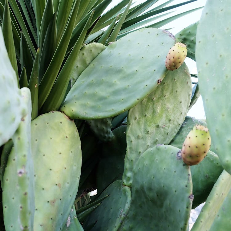 Fotografia Zielonego Kaktusa