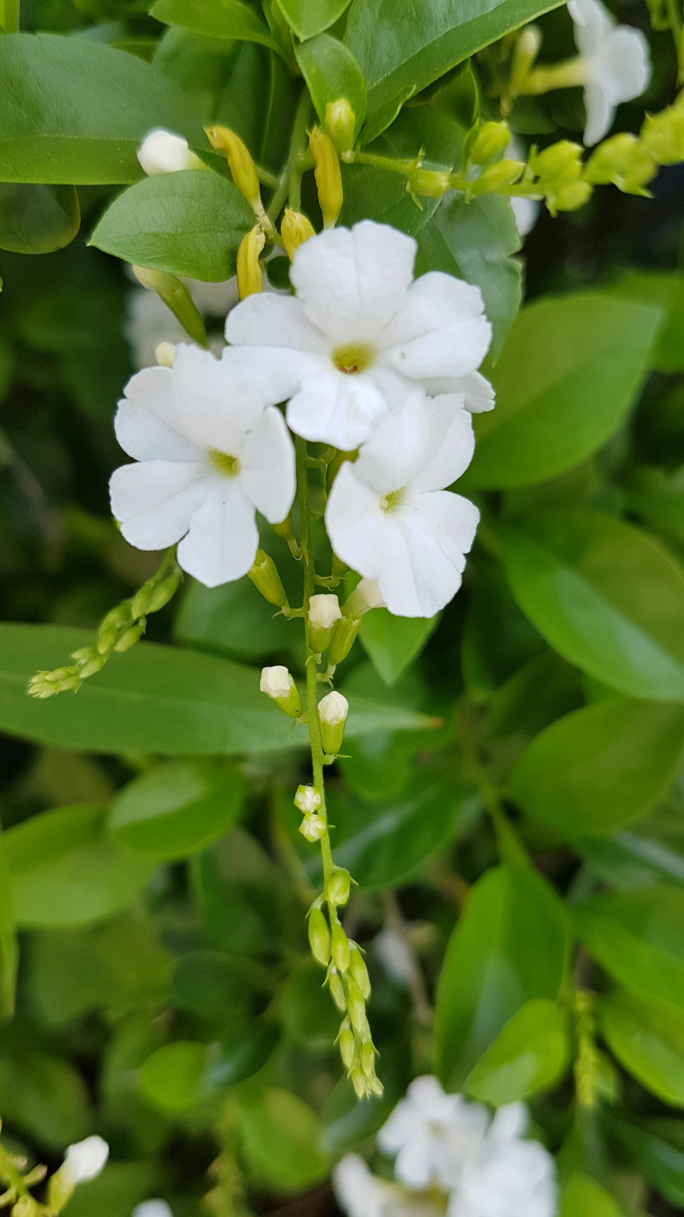 Ứng dụng đặt vé máy bay