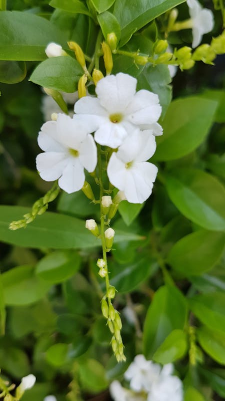 Ứng dụng đặt vé máy bay