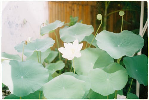 Free stock photo of thidoi, vietnamese lotus Stock Photo