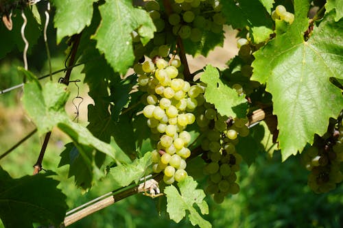 Grapes on Vineyard