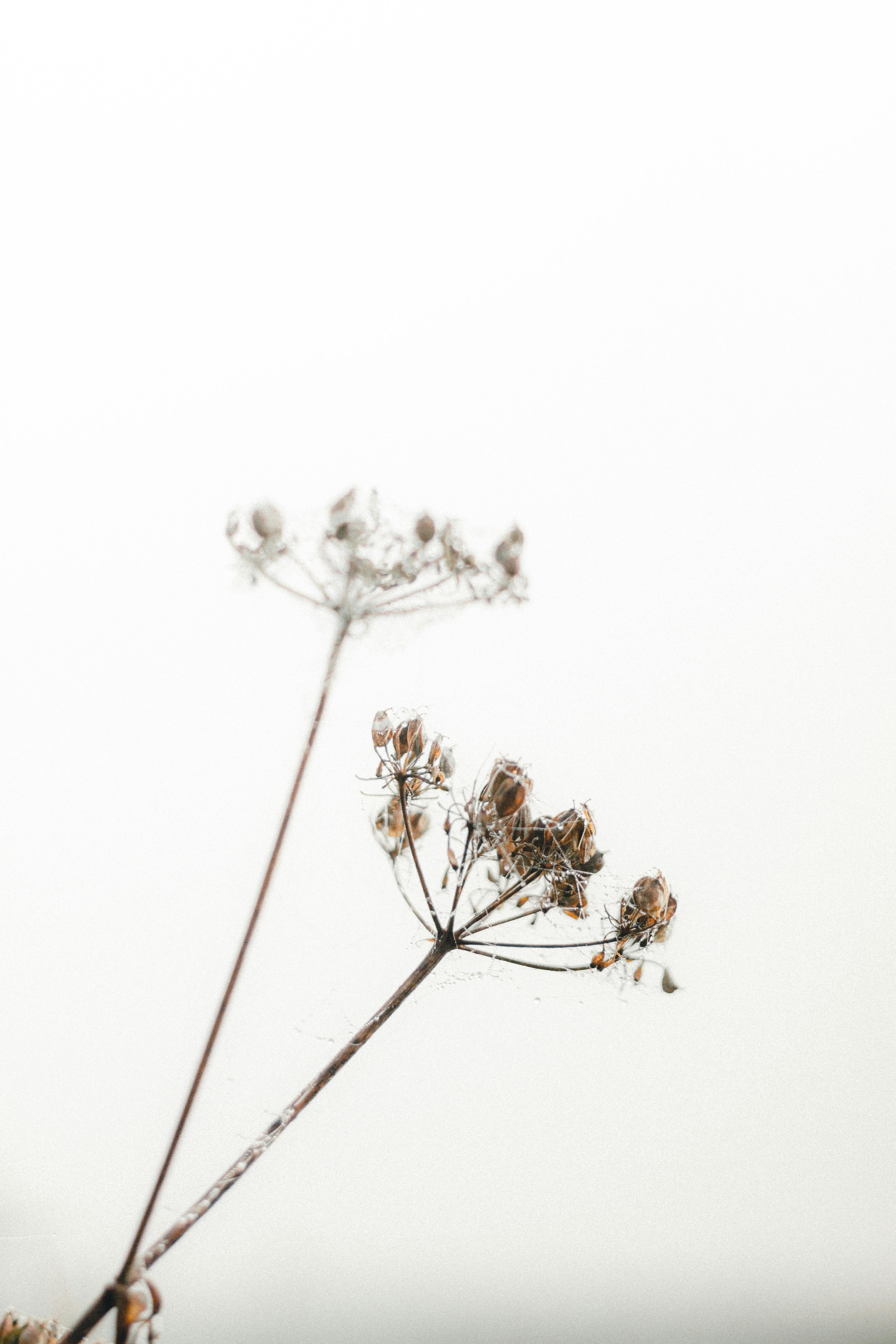 dry plant sprigs with seeds on white background