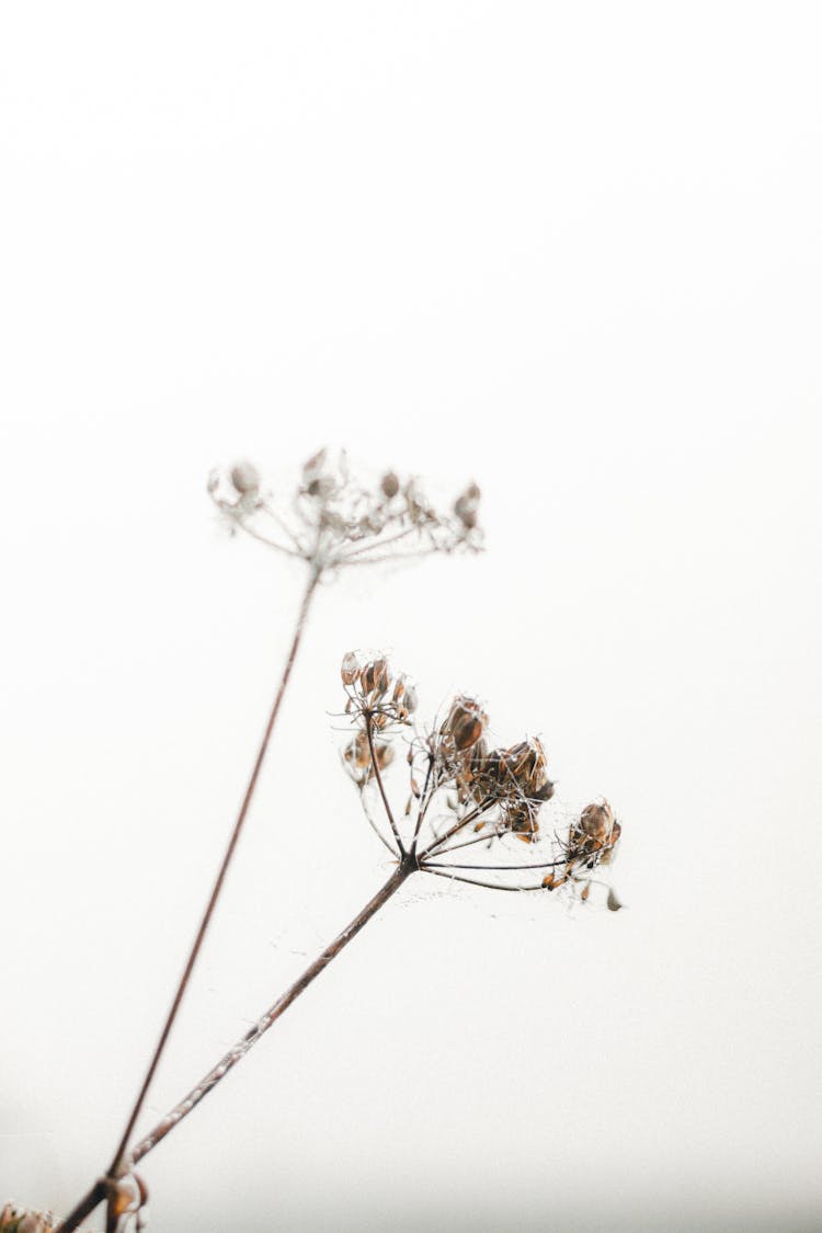 Dry Plant Sprigs With Seeds On White Background