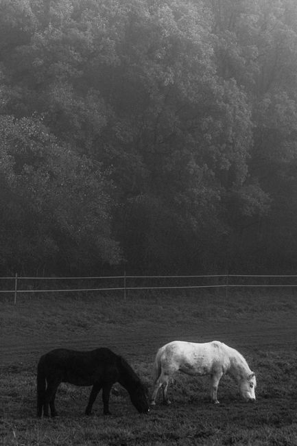 Black and white of mares eating grass in field near lush trees in countryside