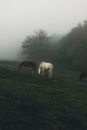 Chestnut and gray stallion feeding on grass meadow near trees under misty sky in countryside