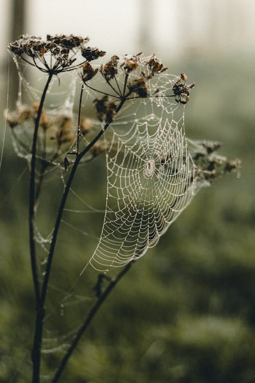 Free Cobweb with ornament on thin stems of plant growing in woods on blurred background Stock Photo