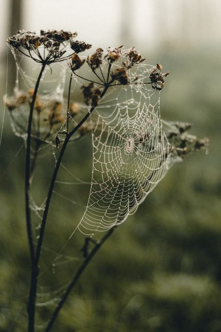 Cobweb with ornament on thin stems of plant growing in woods on blurred background