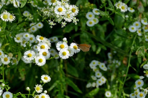 Gratis stockfoto met bestuiven, bestuiver, bloeiend