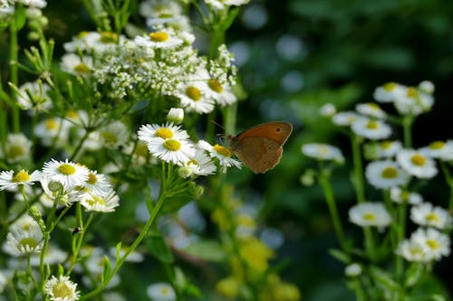 Gratis stockfoto met bestuiven, bestuiver, bloeiend