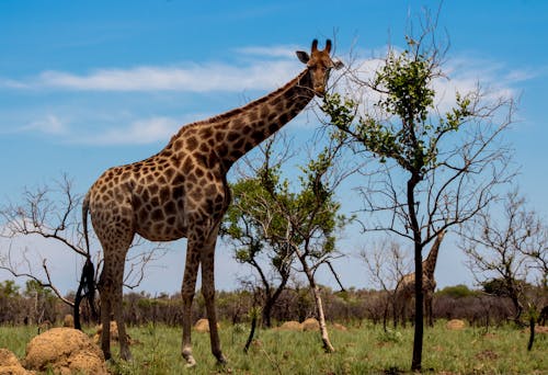Free Безкоштовне стокове фото на тему «дика природа, жираф, навколишнє середовище» Stock Photo