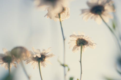 咲く白い花びらの花