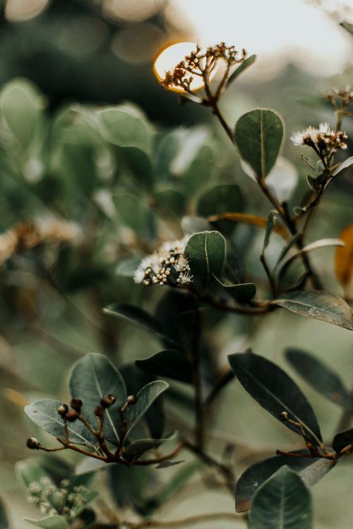 Free Detailed view of green leaves and small white flowers on a tree branch, captured at dusk outdoors. Stock Photo