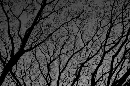 Bezpłatne Darmowe zdjęcie z galerii z ciemny, drewno, drzewa Zdjęcie z galerii