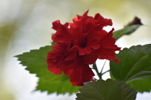 Gratis lagerfoto af blomst, Hibiscus, rød