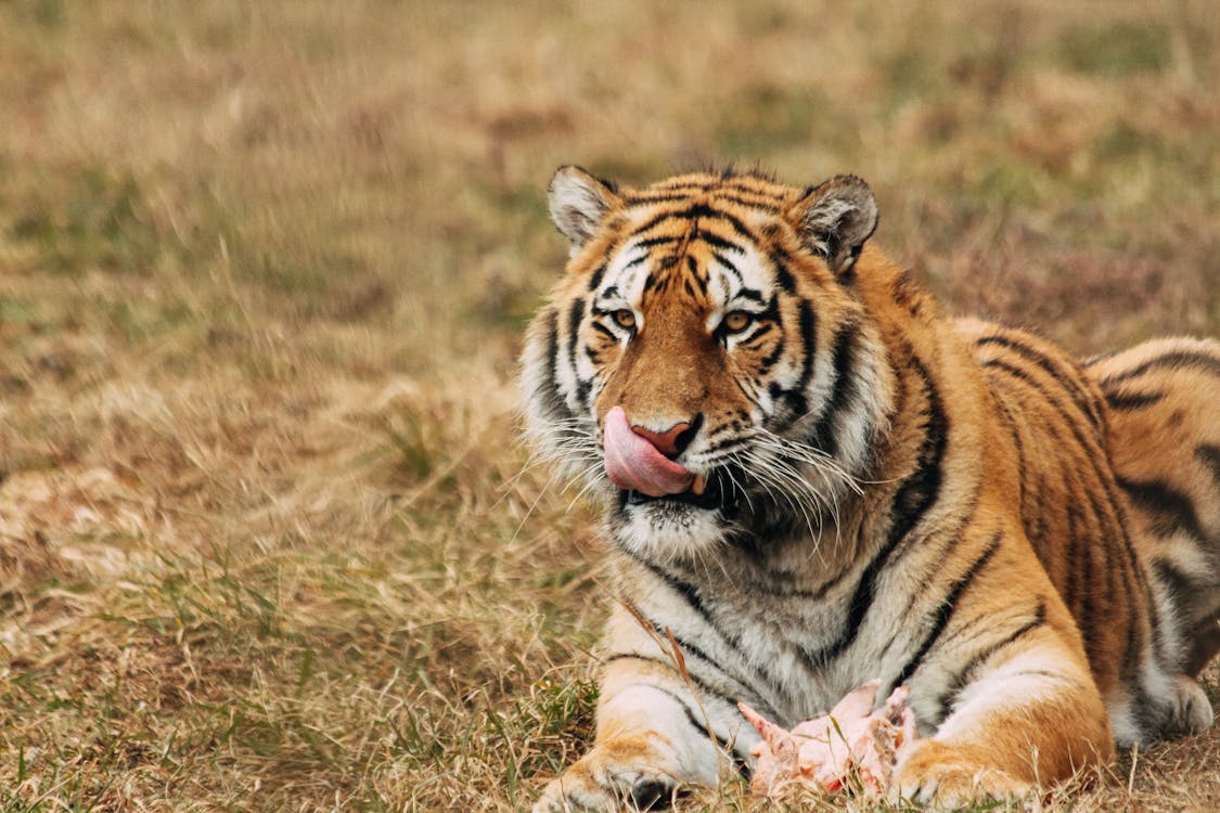 Tiger licking muzzle while resting on grass in zoo · Free Stock Photo