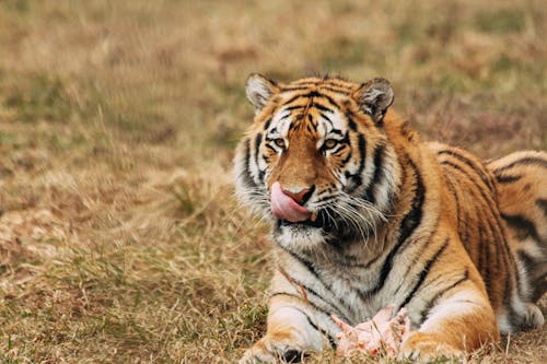 Free Tiger licking muzzle while resting on grass in zoo Stock Photo