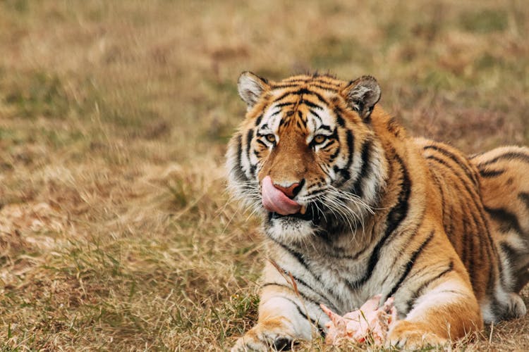 Tiger Licking Muzzle While Resting On Grass In Zoo