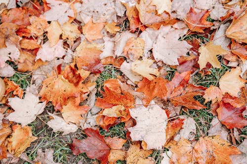 Top view of fallen dry maple foliage covering surface of ground with dry grass in autumn