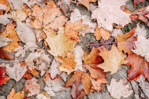 Photos gratuites de à feuilles caduques, amas, angle élevé