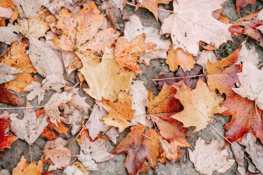 Autumn leaves placed on ground