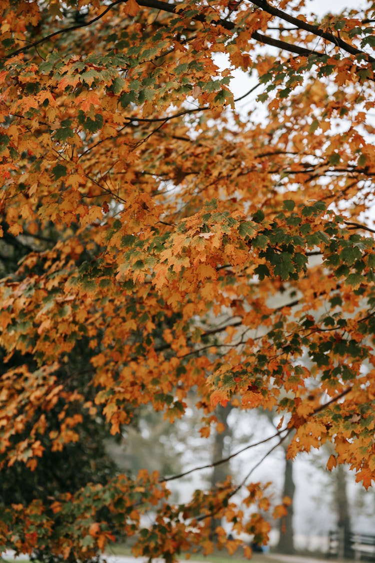 Tree Sprigs On Street In Autumn Park