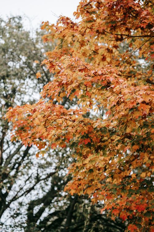 Free From below of sprigs of tree with colorful leaves growing in forest against tall plants on blurred background on autumn day Stock Photo