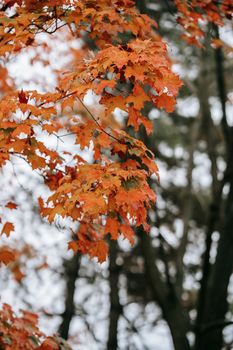 Close-up of vibrant orange maple leaves in autumn, capturing the season's essence.