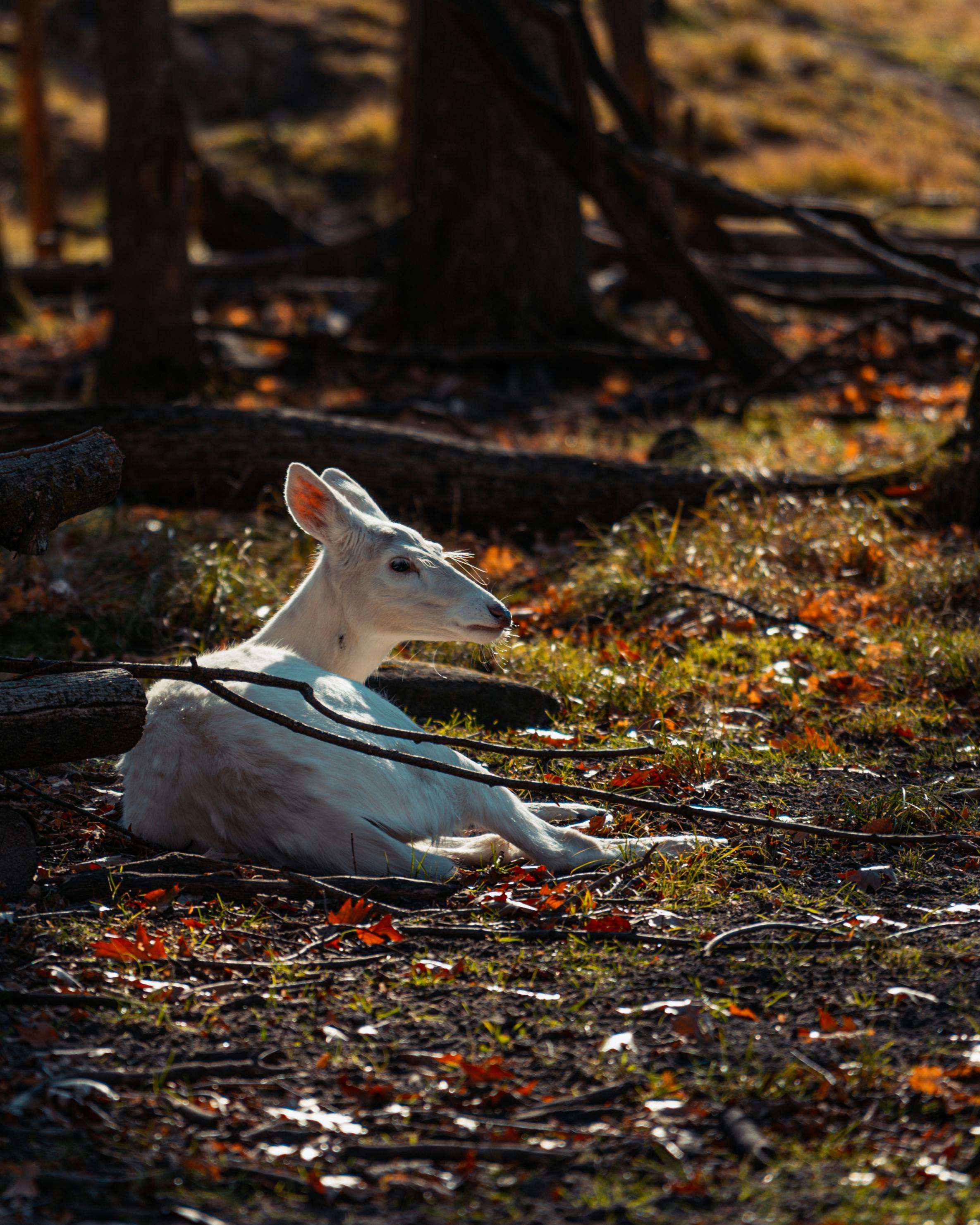 grátis Cabra Branca Deitada No Chão Foto profissional