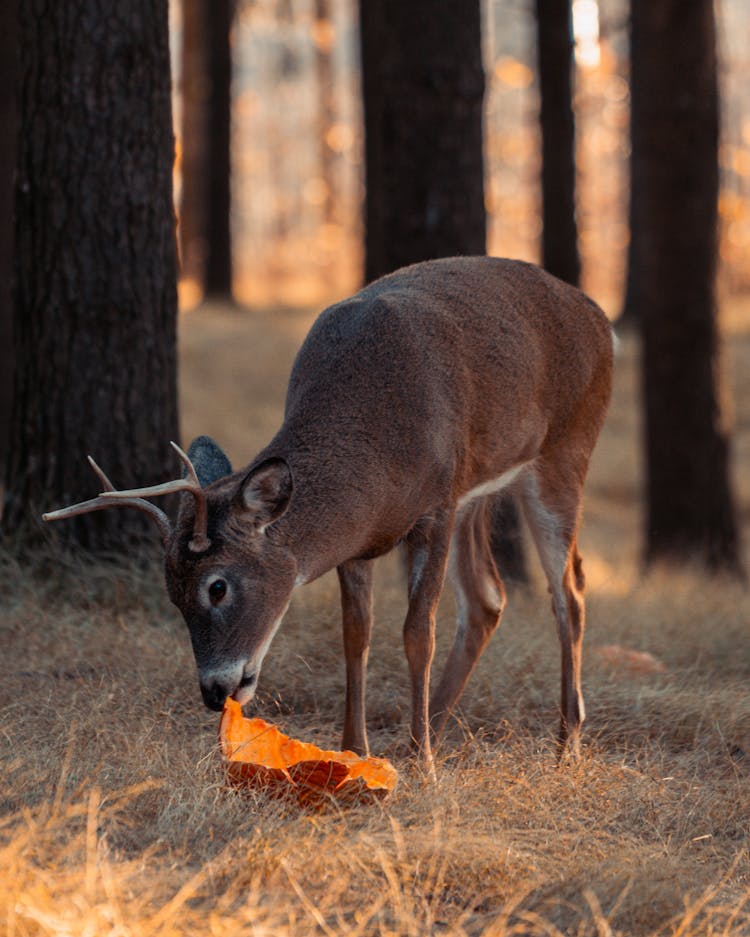 Brown Deer Eating On Grass