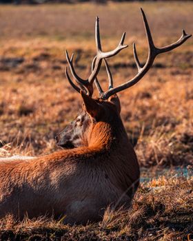 A serene image of an elk with impressive antlers resting in a sunny meadow.