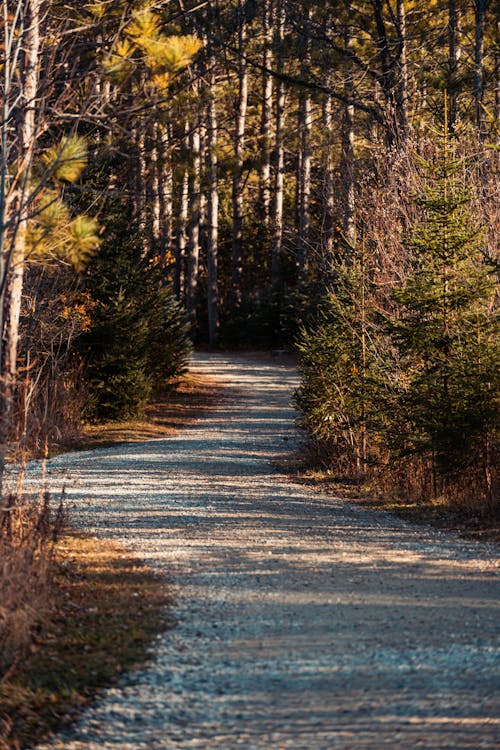 Gray Road in Between Green Trees