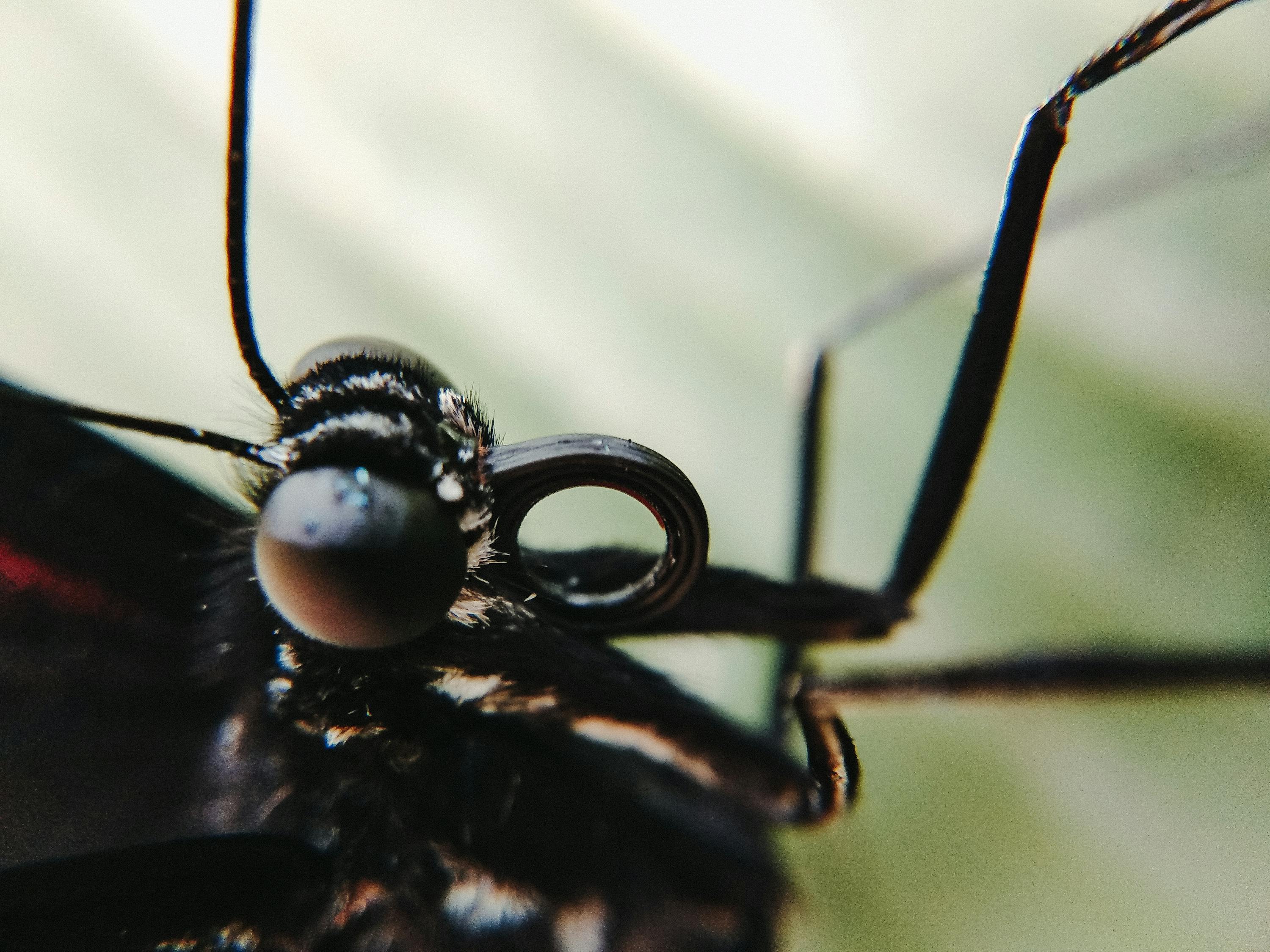 Black insect with hairy head and big eyes · Free Stock Photo