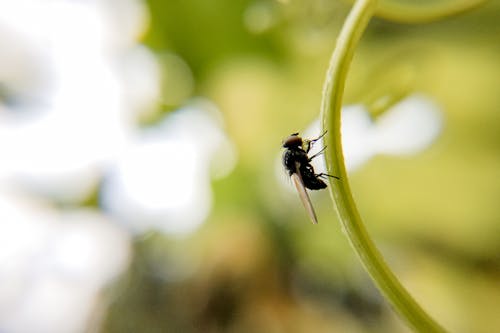 Kostnadsfri bild av artropod, biologi, blad