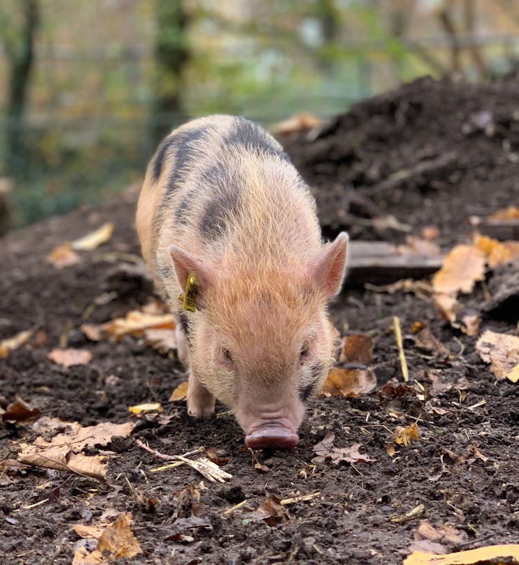 Baby Piglet Sniffing Ground