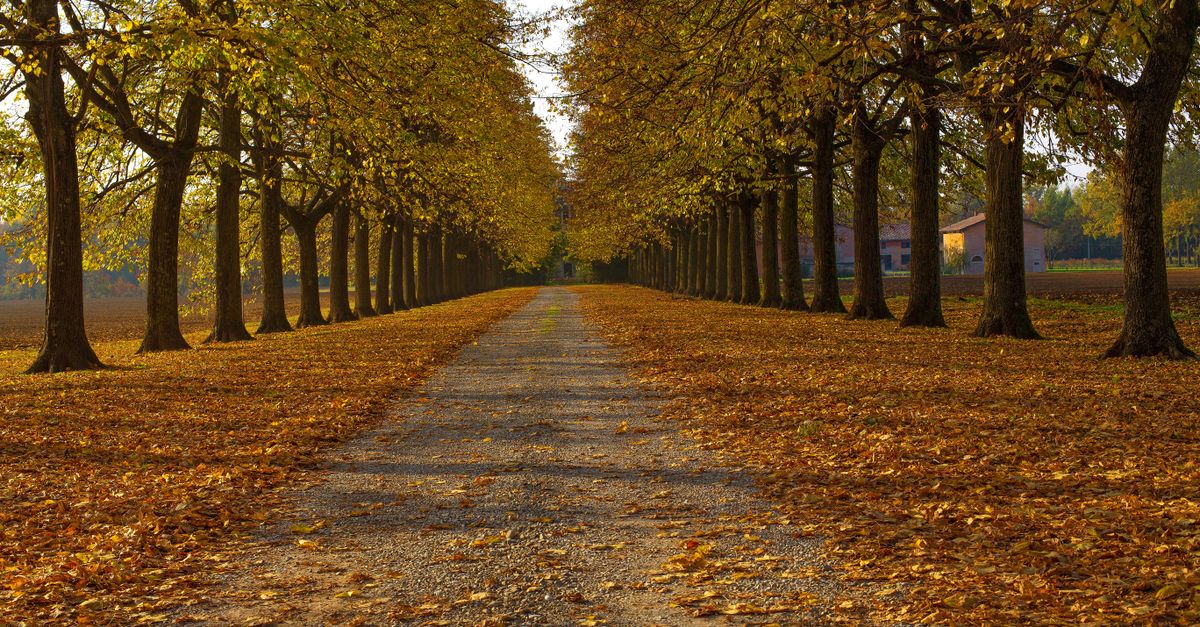 Deciduous Path An Unpaved Pathway Between Deciduous Trees · Free Stock Photo