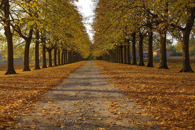 An Unpaved Pathway Between Deciduous Trees