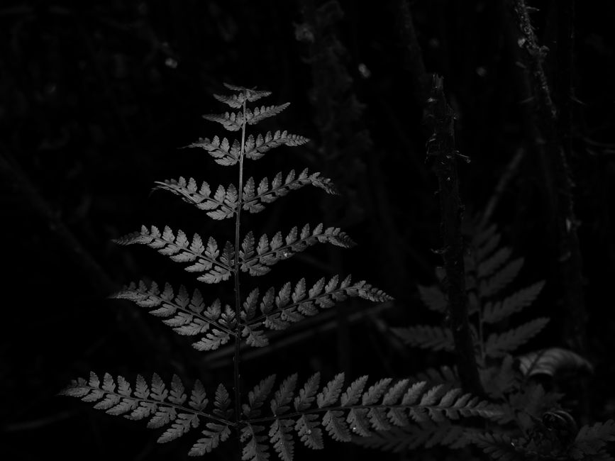 Artistic black and white close-up of fern leaves with intricate details.