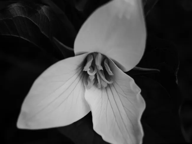 The Secret Language of Trilliums: Why You Should Smell Your Garden