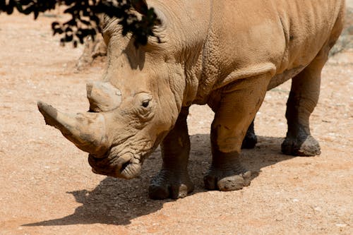 Close-up Photography of a Brown Rhinoceros 