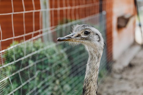 Selective Focus Photo of an Ostrich Head