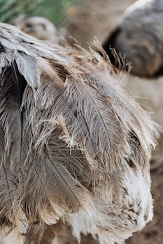 Detailed view of ostrich feathers showcasing texture and plumage.